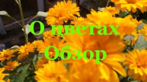 О цветах. Обзор цветов на огороде Палкино