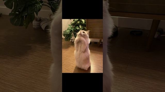 котики 🫸💗🫷😺😽☺️🫠
