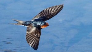 Ласточка моя. Песня!