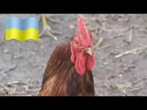 Гимн Украины! Всем встать!