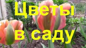 Цветы весенние ранние, цветущие после первоцветов в Палкино