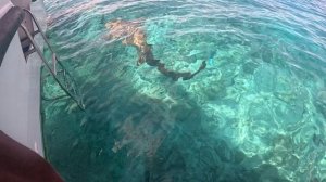 Акулы на Мальдивах