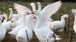 Разведение гусей породы Датский Легарт