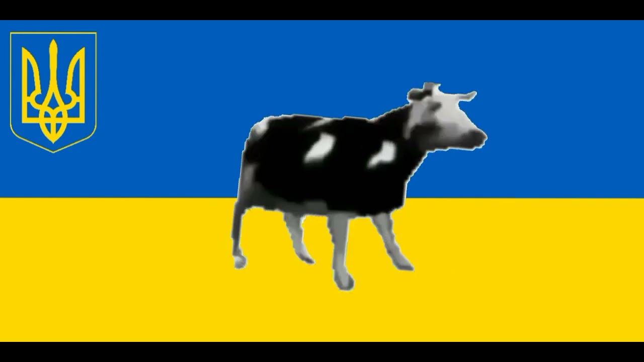 Корова на бочке омск. Польская корова видео. Польская корова видео. Танцующая корова. Мемы про польскую корову.