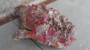 Самая ядовитая рыба в мире приготовленные двумя способами! Японская кухня