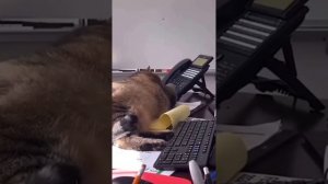 Веселые видео с котиками #19😎