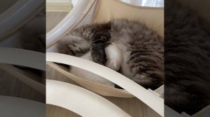 Наш кот принимает всех котят с большой любовью.