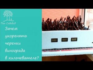 Укоренение винограда в кильчевателе.