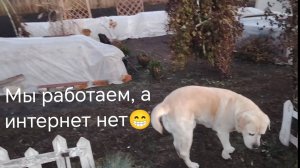 Укрываю розы. Работа в саду продолжается.