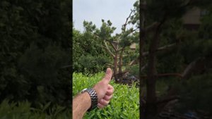 Формирование хвойных весной. Прищипка сосен. Наше ниваки 7+ лет