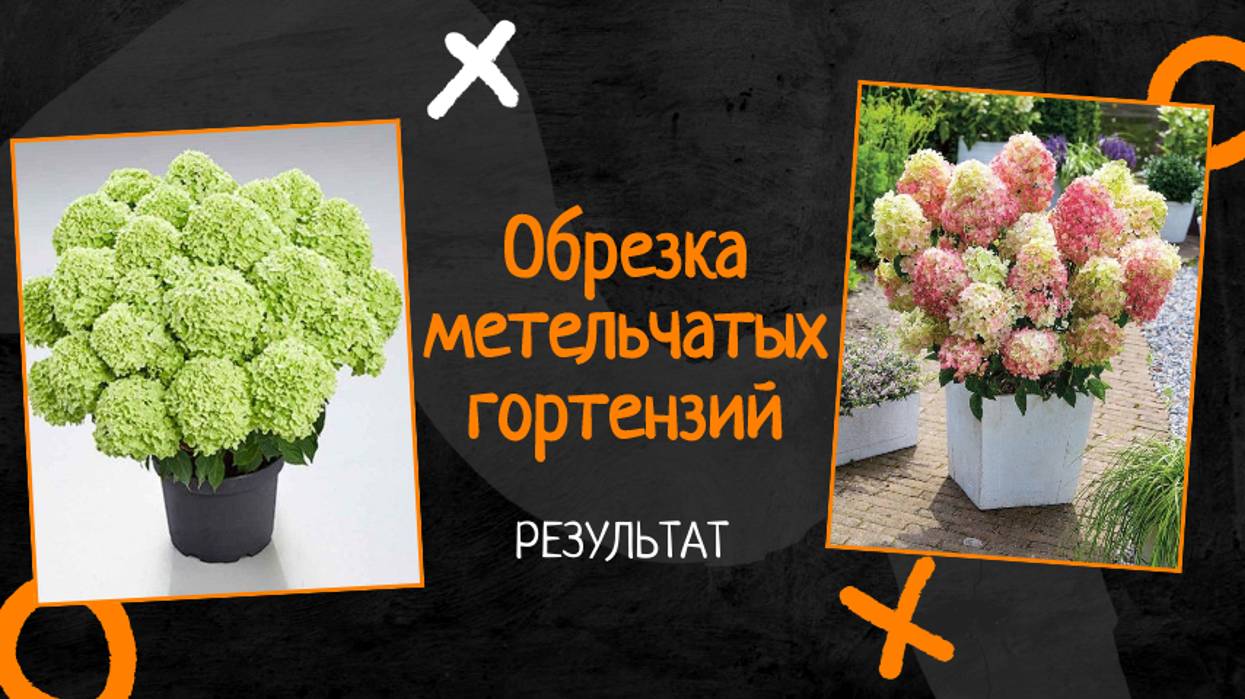 Обрезка метельчатых гортензий весной