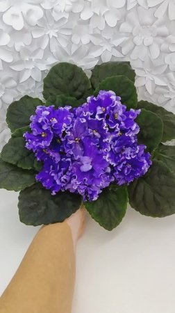 Фиалка ПТ-Гензель