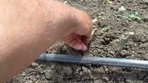 Разница роста привитых саженцев  винограда и корнесобственных