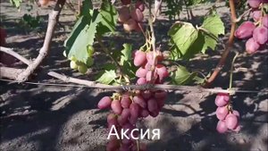 Аксия