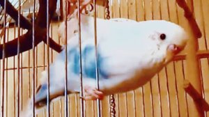 Морозко попугай летает, шалит, целует себя в зеркальце и говорит что он КРАСАВЕЦ!!!