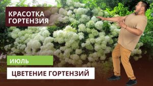 Крупнолистные гортензии в конце июля 🌺😍