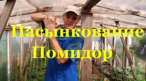 Пасынкование помидор на городе в Палкино