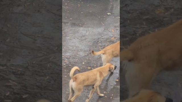 Огромная стая собак пугает жителей улицы Богдана Хмельницкого.