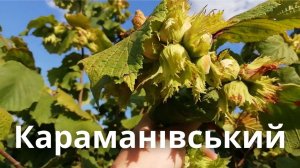 ФУНДУК - СОРТ Президент (КАРАМАНІВСЬКИЙ)  УРОЖАЙНІСТЬ 2020!