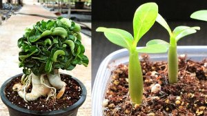 Адениум барашек Dorset Horn