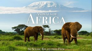 Animals of Africa 4K - Scenic Relaxation Film With Calming Music