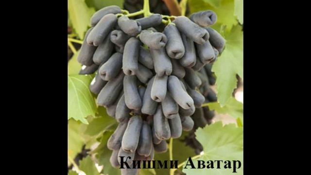 Калейдоскоп сортов винограда в моей коллекции.