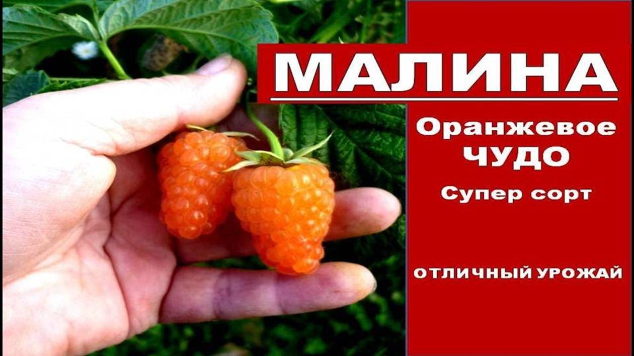 Малина выращивание и уход.Крупный и вкусный Сорт Ремонтантной малины Оранжевое Чудо для Сибири.