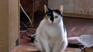 Кисоний и Пупсий про искусство