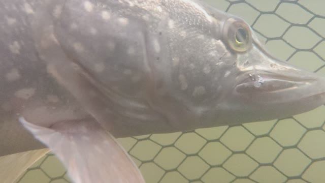 Съёмка под водой на realme GT 7 Pro смотреть онлайн