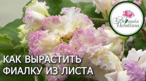 КАК ВЫРАСТИТЬ ФИАЛКУ ИЗ ЛИСТА