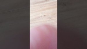 Обзор на DVD диска возвращение блудного попугая
