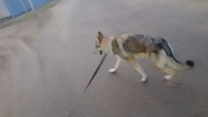 Выгуливаем волчка :)