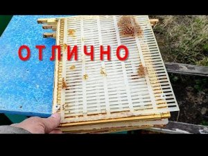 Изоляция маток в зиму. 7 месяцев!!!  Отличная зимовка 2023 -- 2024.