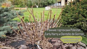 Ранние гортензии Polestar, Early Harry, Dentelle de Gorron. Доминирование верхних почек у гортензий