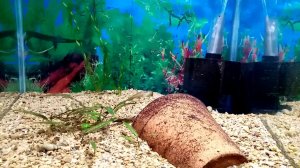 Посадка анциструсов на новый нерест