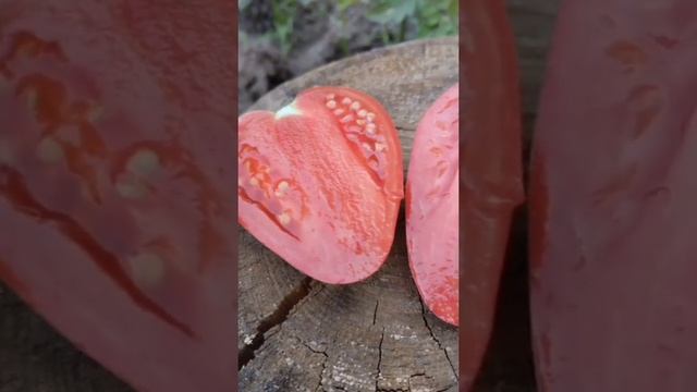 Томат Пудовик🍅🍅🍅