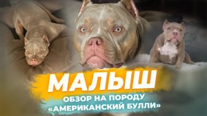 Американский Булли - МАЛЫШ. Обзор на породу. Характер и темперамент. Плюсы и минусы.