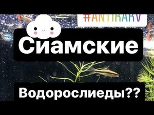 САЕ СИАМСКИЙ ВОДОРОСЛИЕД - кормоед 😂🤣✅