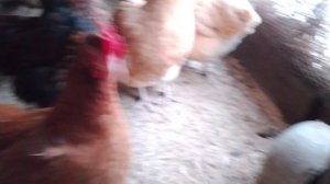 Обогрев курятника.2024 год,ноябрь,последствия снегопада.