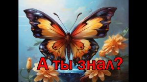 Удивительные факты про бабочек