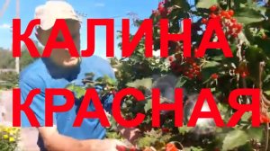 Калина красная на огороде #potemkin3 Потемкин