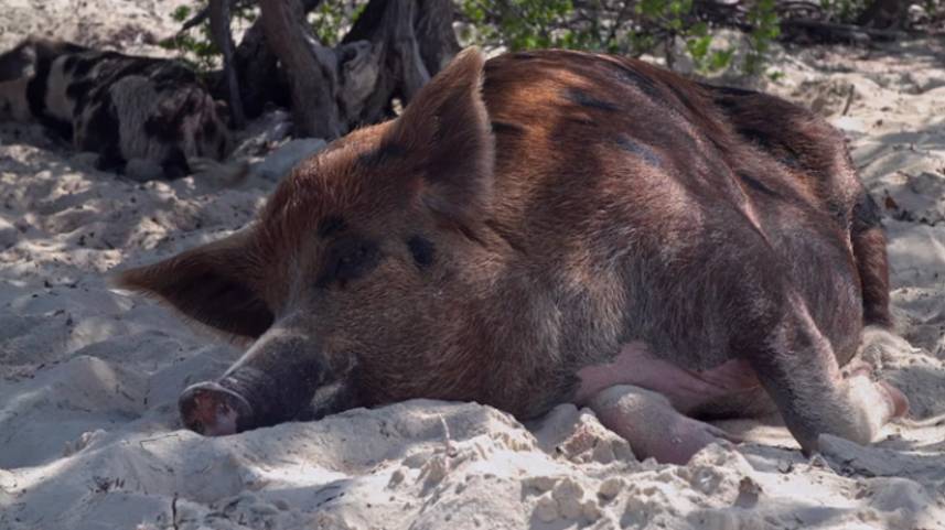 Остров свиней на Багамах. Плавающие свиньи. смотреть онлайн
