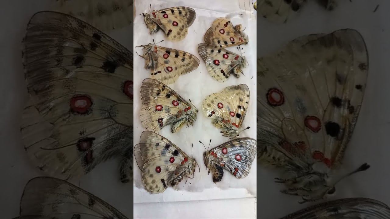 Колекція метеликів Parnassius, Papilionidae. Як збирати та зберігати рідкісних метеликів?