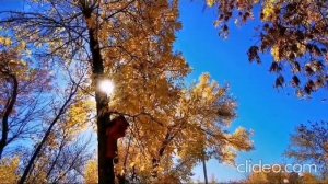 Ростоши парк Ивушка.  Автор Андрей Ростошинский.