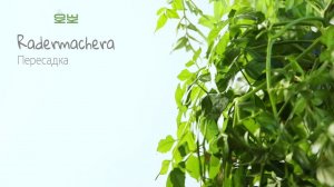 Сам готовлю питательный субстрат и пересаживаю дерево Радермахера