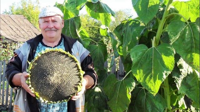 Урожай семечек с одной головки подсолнечника