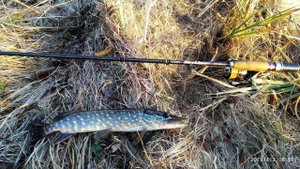 Favorite Skyline SKY-832L  Первая весенняя щука 2019/ First spring pike 2019