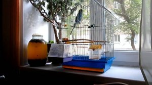 Попугай чудит, смотреть всем!!!