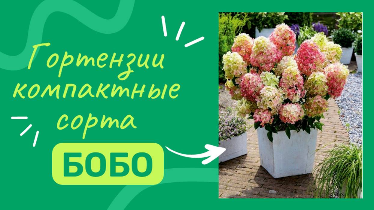 Гортензия метельчатая Бобо