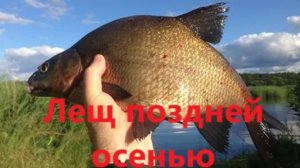 КАК ЛОВИТЬ ЛЕЩА ПОЗДНЕЙ ОСЕНЬЮ? ГДЕ ЛОВИТЬ ЛЕЩА ОСЕНЬЮ? НАЖИВКИ, МЕСТА И ПРИКОРМКА ДЛЯ ЛОВЛИ ЛЕЩА